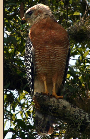 Red-shouldered Hawk