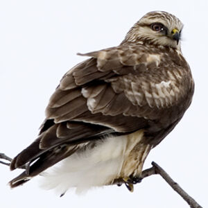 Rough-legged Buzzard 
&copy; Rachel Bilodeau