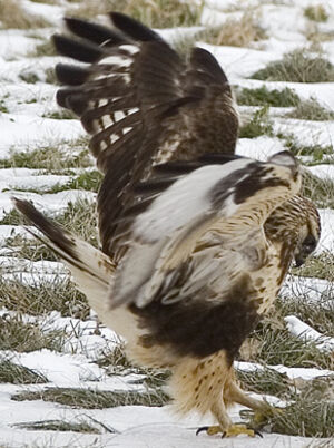 Rough-legged Buzzard 
&copy; Rachel Bilodeau