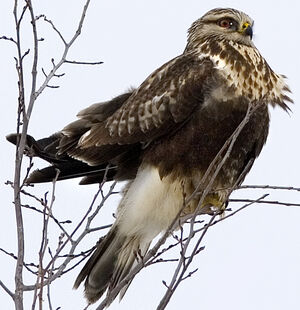 Rough-legged Buzzard 
&copy; Rachel Bilodeau