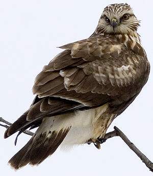 Rough-legged Buzzard 
&copy; Rachel Bilodeau