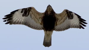 Rough-legged Buzzard 
&copy; Rachel Bilodeau