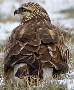 Rough-legged Buzzard 
&copy; Rachel Bilodeau