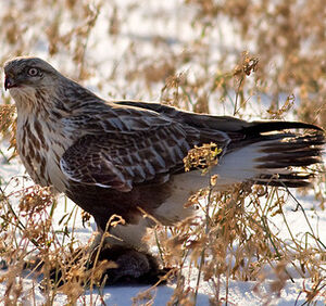 Rough-legged Buzzard 
&copy; Rachel Bilodeau