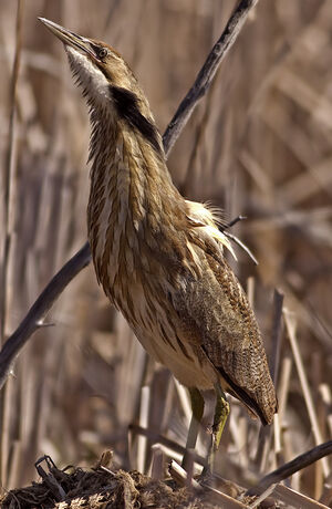 American Bittern
