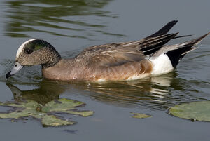 Canard � front blanc 
&copy; Rachel Bilodeau
