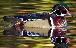 Canard carolin