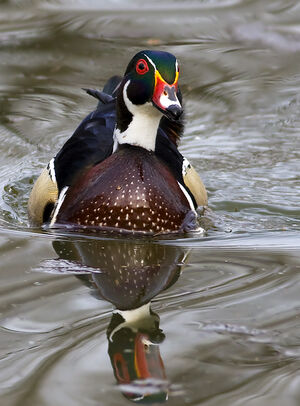 Canard carolin