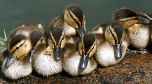 Mallard 
&copy; Rachel Bilodeau