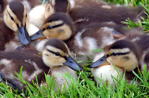 Mallard 
&copy; Rachel Bilodeau