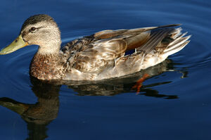 Mallard 
&copy; Rachel Bilodeau