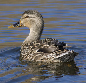Mallard 
&copy; Rachel Bilodeau