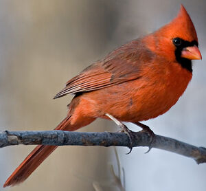 Northern Cardinal