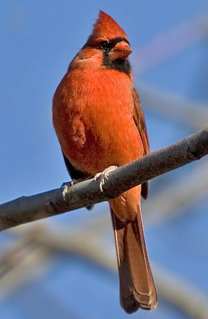 Northern Cardinal