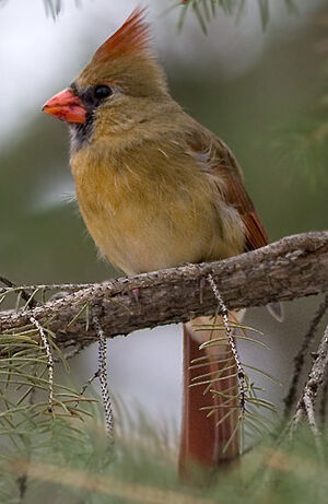 Northern Cardinal