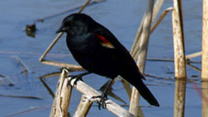 Red-winged Blackbird