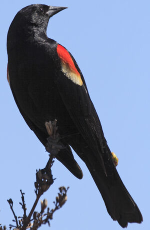 Red-winged Blackbird