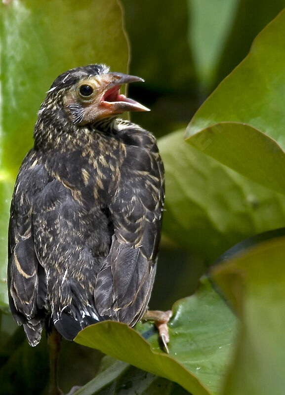 Red-winged Blackbirdjuvenile