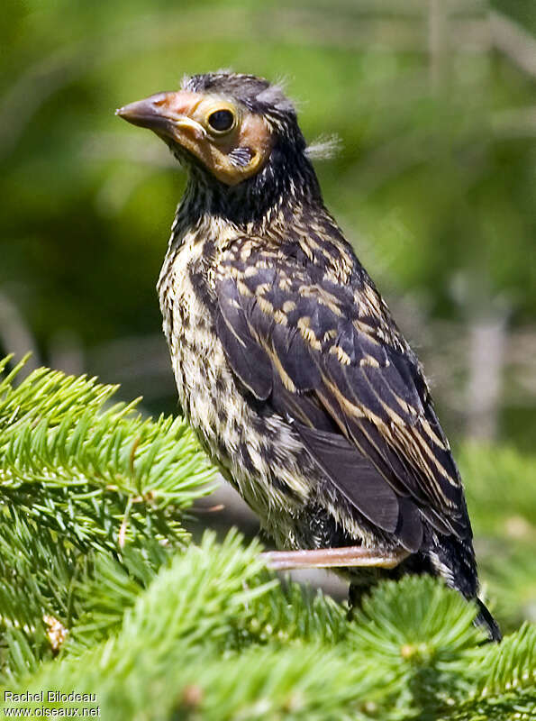 Red-winged Blackbirdjuvenile, identification