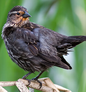 Red-winged Blackbird