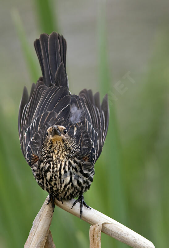 Red-winged Blackbird female adult, identification, Behaviour