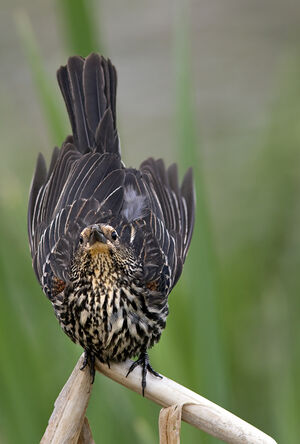 Red-winged Blackbird