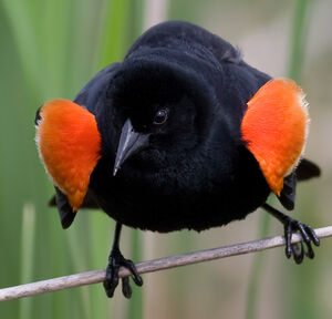 Red-winged Blackbird