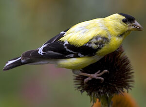 Chardonneret jaune