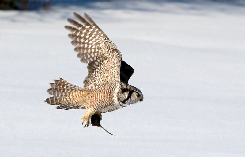 Northern Hawk-Owladult, Flight, feeding habits
