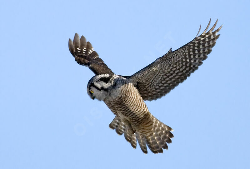 Northern Hawk-Owl, identification, Flight, Behaviour