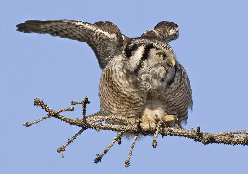 Northern Hawk-Owl, identification