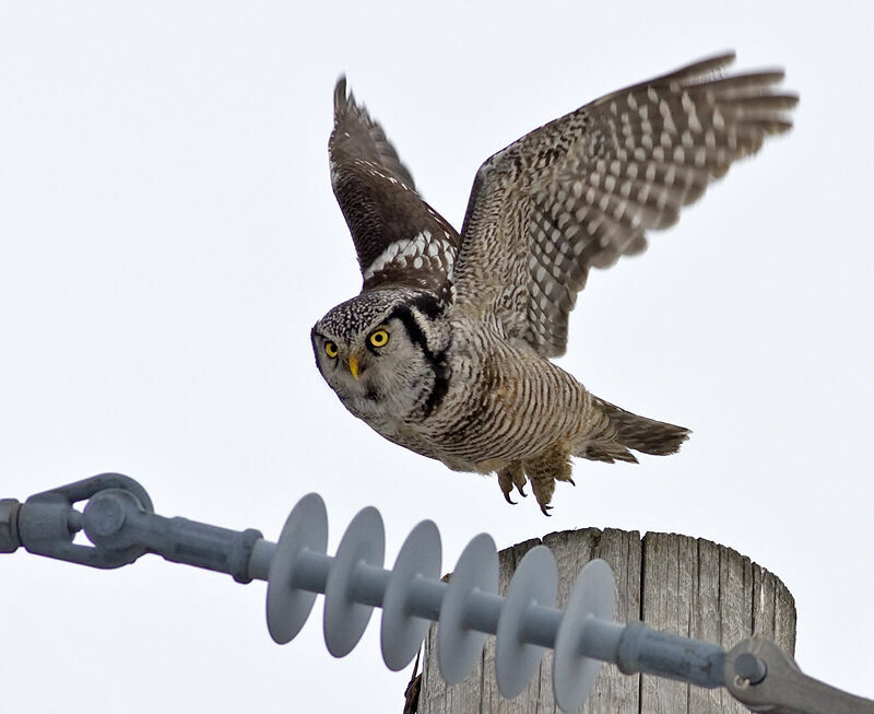 Northern Hawk-Owl, identification, Flight, Behaviour