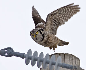 Northern Hawk-Owl