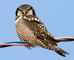 Northern Hawk-Owl