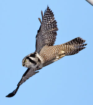 Northern Hawk-Owl