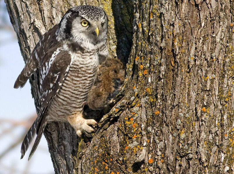 Northern Hawk-Owladult, habitat, feeding habits, Reproduction-nesting, Behaviour