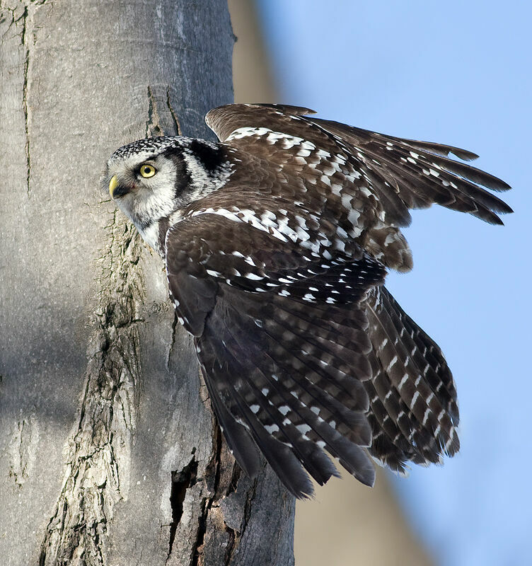Northern Hawk-Owladult, habitat, Reproduction-nesting, Behaviour