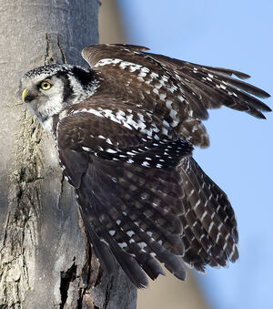 Northern Hawk-Owl
