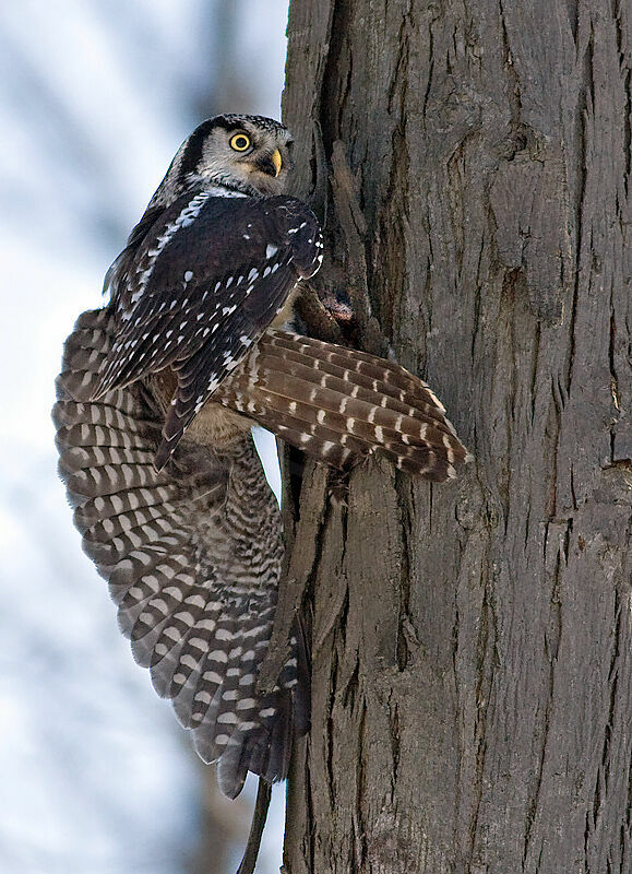 Northern Hawk-Owladult, Reproduction-nesting, Behaviour