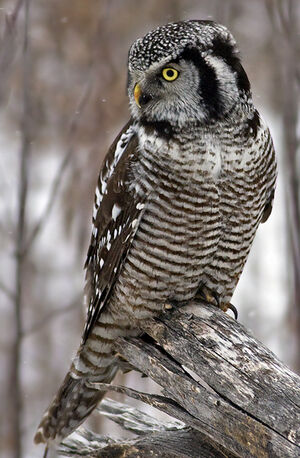 Northern Hawk-Owl