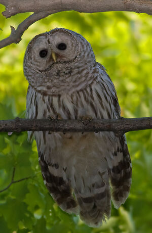 Northern Barred Owl
