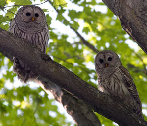 Northern Barred Owl