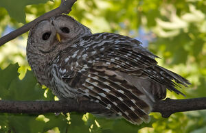 Northern Barred Owl