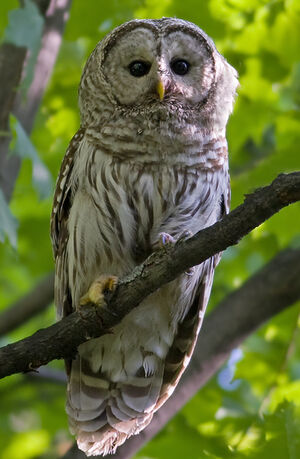 Northern Barred Owl