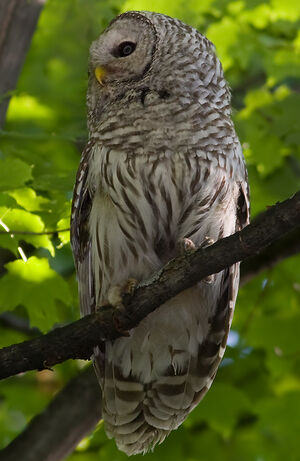Northern Barred Owl