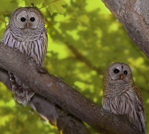 Northern Barred Owl