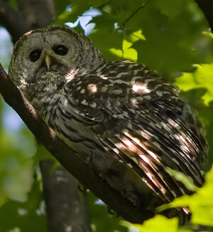 Northern Barred Owl