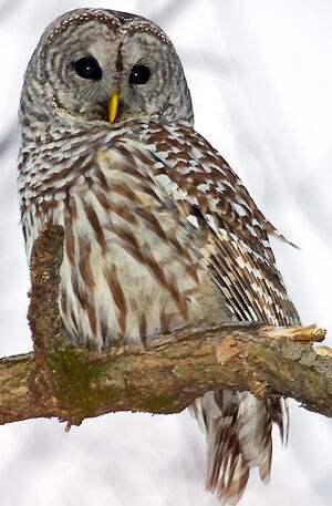 Northern Barred Owl