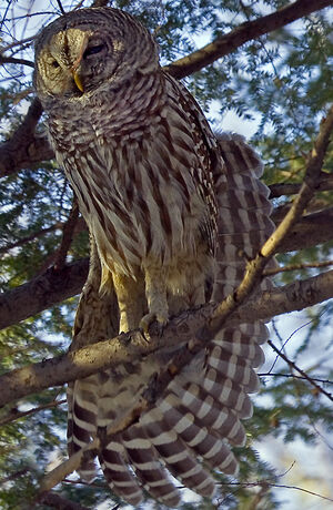 Northern Barred Owl