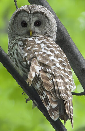 Northern Barred Owl